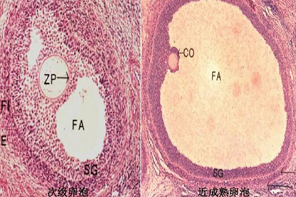 卵泡发育四个阶段图解(女性卵泡发育过程)