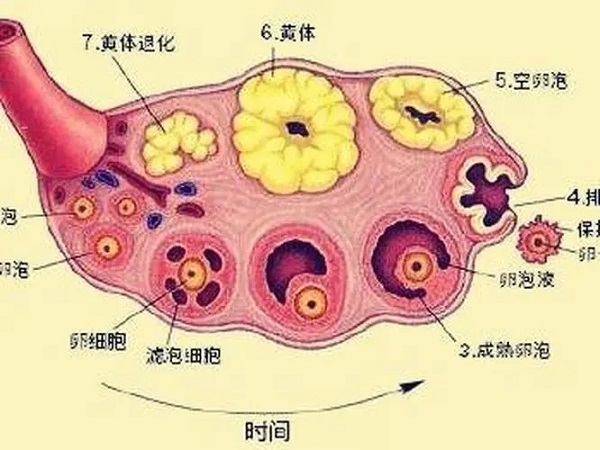 排卵后黄体跟卵泡萎缩区别(有没有关系)