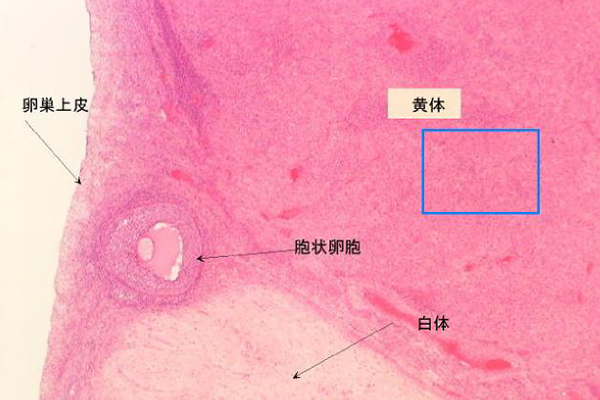 排卵后黄体大小变化情况(女性排卵后黄体17乘15是否正常)