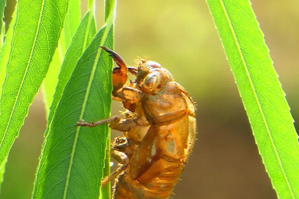 蝉蜕孕妇慎用的原因,这些原因别说没提前告诉你