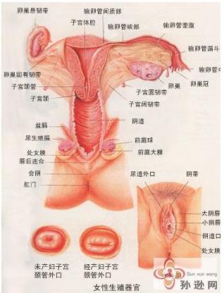 女性私密粉嫩部位(女性隐秘部位生理构造解析)