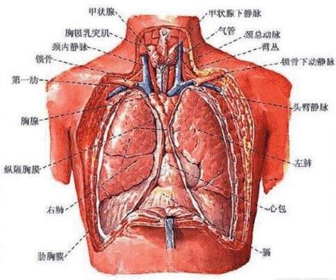 肺在人体的哪个位置图 怎么判断是胸痛还是肺痛