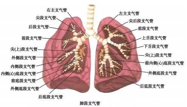 肺在人体的哪个位置图 怎么判断是胸痛还是肺痛