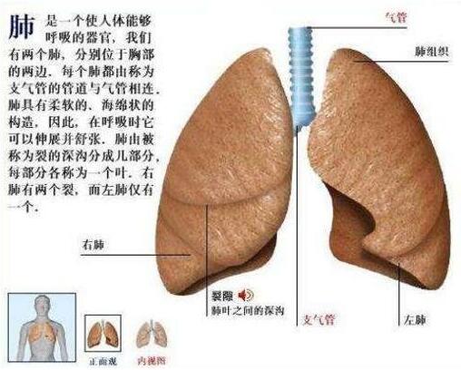 肺在人体的哪个位置图 怎么判断是胸痛还是肺痛