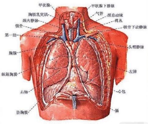 肺在人体的哪个位置图 怎么判断是胸痛还是肺痛