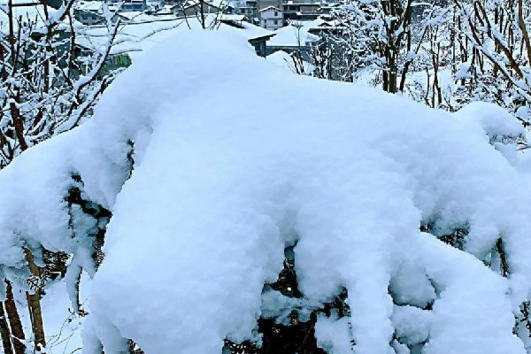 河南多地迎来3月桃花雪 下雪有什么寓意