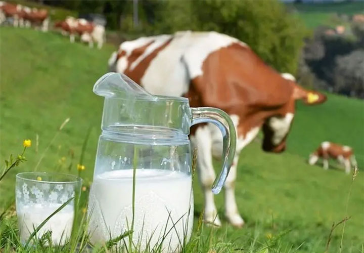 有机生牛乳和生牛乳有没有区别 儿童喝哪种生牛乳更利于长高高