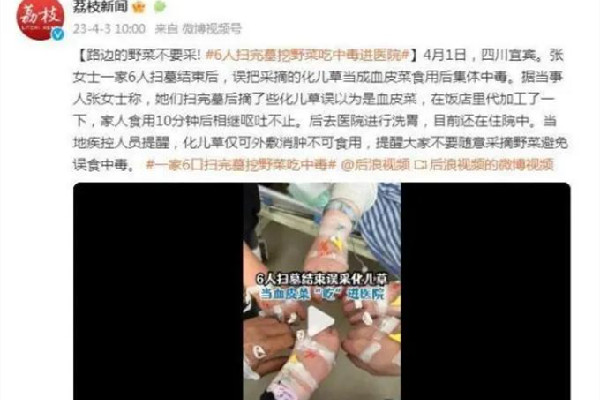 一家六口扫墓后误采毒草食用中毒 扫墓要注意哪些事项