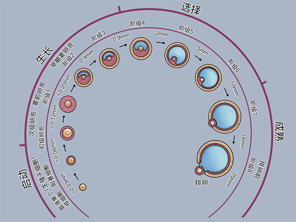 正常卵泡发育过程图(卵泡发育对照表)