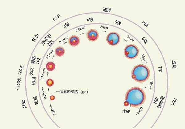 卵泡多大图片