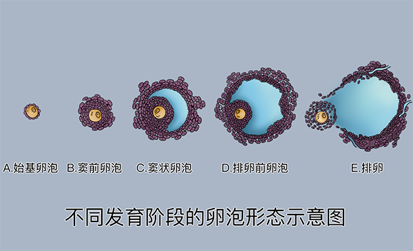 正常卵泡发育过程图(卵泡发育对照表)