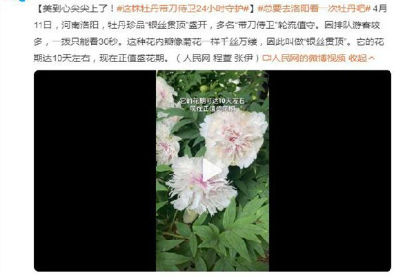 这株牡丹有“带刀侍卫”24小时守护 牡丹花有几种颜色