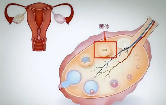 黄体功能不足的症状 黄体破裂有什么症状