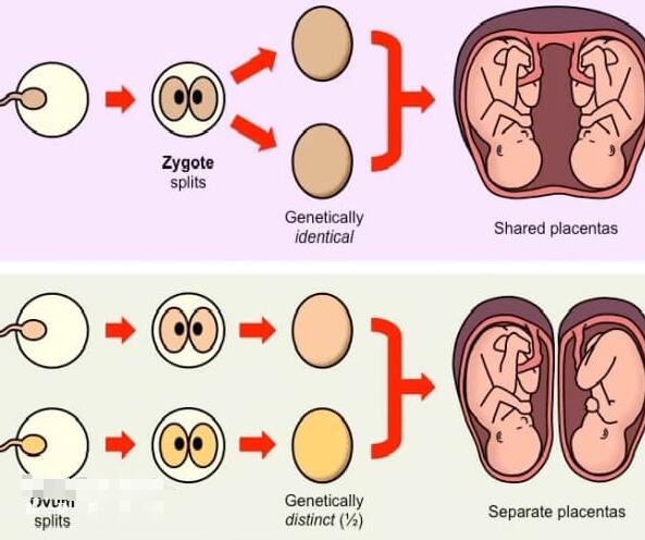 同卵双胞胎怎么形成(同卵双胞胎和异卵双胞胎的区别)