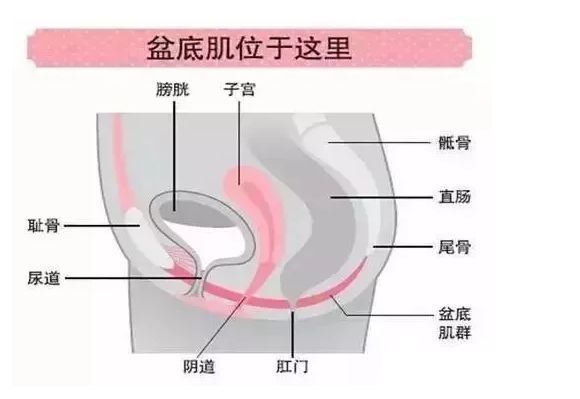 凯格尔运动是什么(凯格尔运动怎么做)