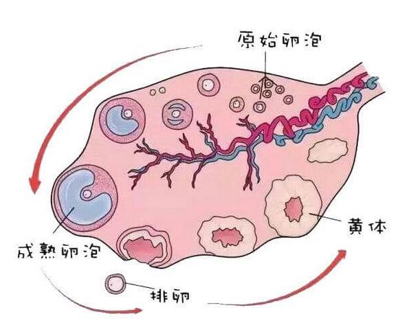 卵巢囊肿和卵泡囊肿一样吗？一文释疑什么是卵泡囊肿