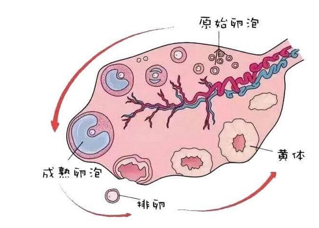 卵泡囊肿与优势卵泡的区别(卵巢囊肿和卵泡在B超显示的区别)