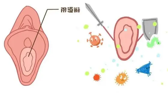 怎么分辨是不是处女(处女膜长什么样子和破裂的原因)