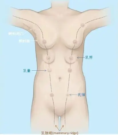 副乳也会分泌乳汁吗(副乳如何消除)