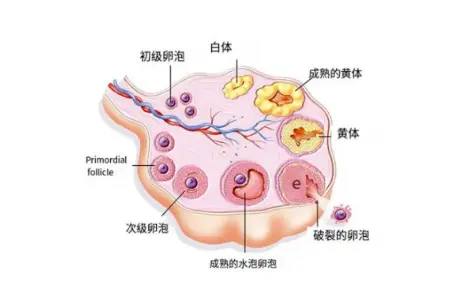 同房太猛会导致黄体破裂吗？男生女生都要了解