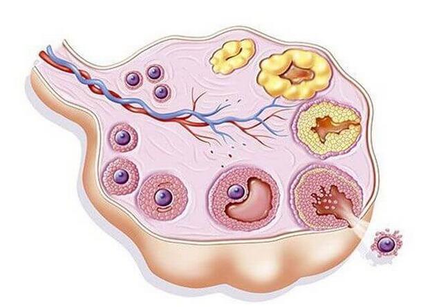 卵巢囊肿破裂的症状(卵泡囊肿破裂怎么处理)
