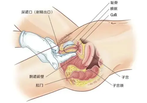 【科普】女性高潮的9个知识点