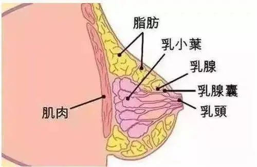 女生怎么样的胸部可以算是标准的？