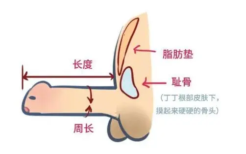 【手把手教你】阴茎长度测量从哪开始？