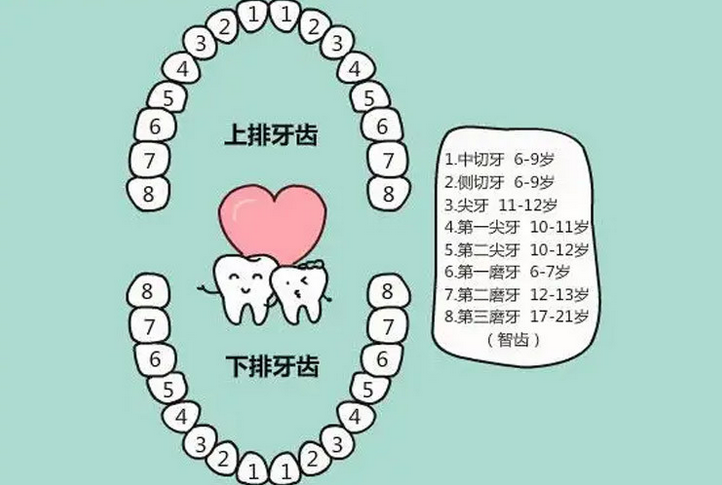 儿童换牙齿的年龄和顺序(换牙过早说明骨龄偏大吗)