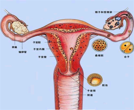 了解双子宫畸形的类型和生育影响！附双子宫畸形患者的生育方式